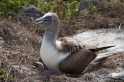 097 Blue-footed booby 15